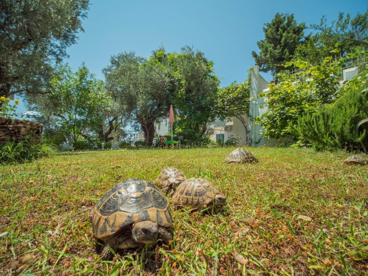 The Turtles Garden Villa Bečići Exterior photo